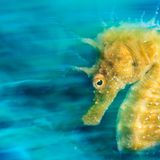 Seepferdchen ganz nah