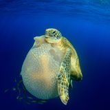Schildkröte frisst Qualle