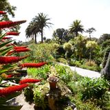 Tresco Abbey Gardens
