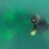 Unterwasser-Begegnung