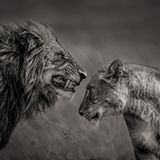 Löwenpaar