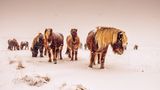 Islandponys