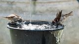 Vogelbad