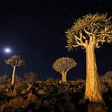 Köcherbäume in Namibia