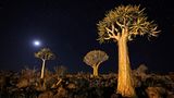Köcherbäume in Namibia