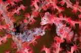 Zwei Pygmäenseepferdchen (Hippocampus bargibanti)