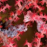 Zwei Pygmäenseepferdchen (Hippocampus bargibanti)