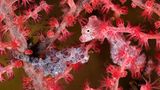 Zwei Pygmäenseepferdchen (Hippocampus bargibanti)