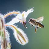 Biene auf Nektarsuche
