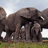 Elefanten