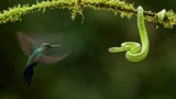 Kolibri