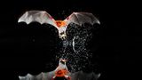 Fledermaus