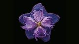 Boraginaceae