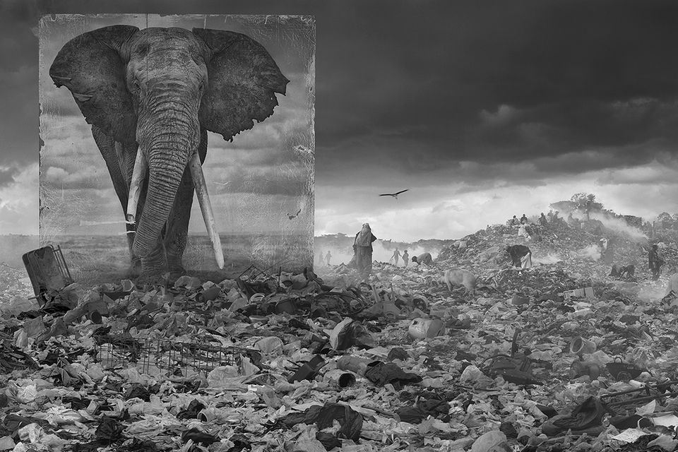 Berührende Bilder: Wie der Mensch Afrikas große Wildtiere verdrängt
