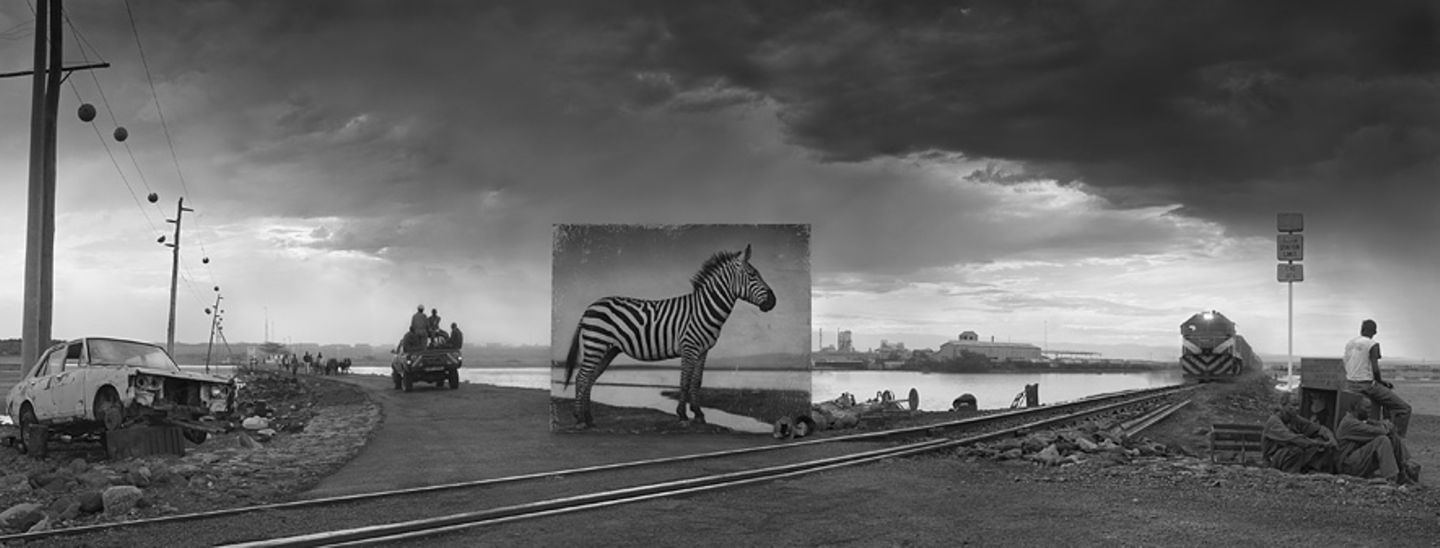 Zebra
