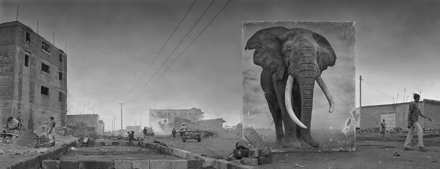Elefant