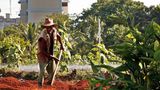 Havanna ist die Hauptstadt mit dem kürzesten Weg für landwirtschaftliche Produkte