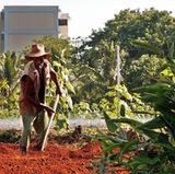 Havanna ist die Hauptstadt mit dem kürzesten Weg für landwirtschaftliche Produkte