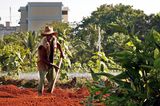 Havanna ist die Hauptstadt mit dem kürzesten Weg für landwirtschaftliche Produkte