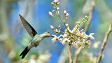 Der kleinste Vogel der Welt lebt auf Kuba