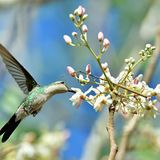 Der kleinste Vogel der Welt lebt auf Kuba