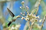 Der kleinste Vogel der Welt lebt auf Kuba