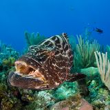 Für eine Zeitreise braucht es in Kuba einen Tauchanzug