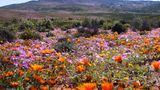 Namaqualand, Südafrika