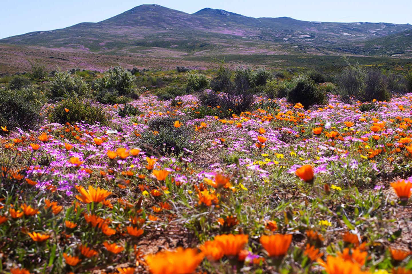 Namaqualand, Südafrika