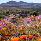 Namaqualand, Südafrika