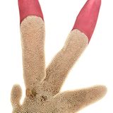 Zu Gast auf der Alge