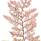 Ganz schön aufsässig