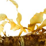 Im Algen-Kindergarten