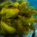 Gemüse vom Meeresgrund?