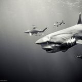 Weißspitzen-Hochseehai