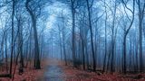 Nebel am Morgen