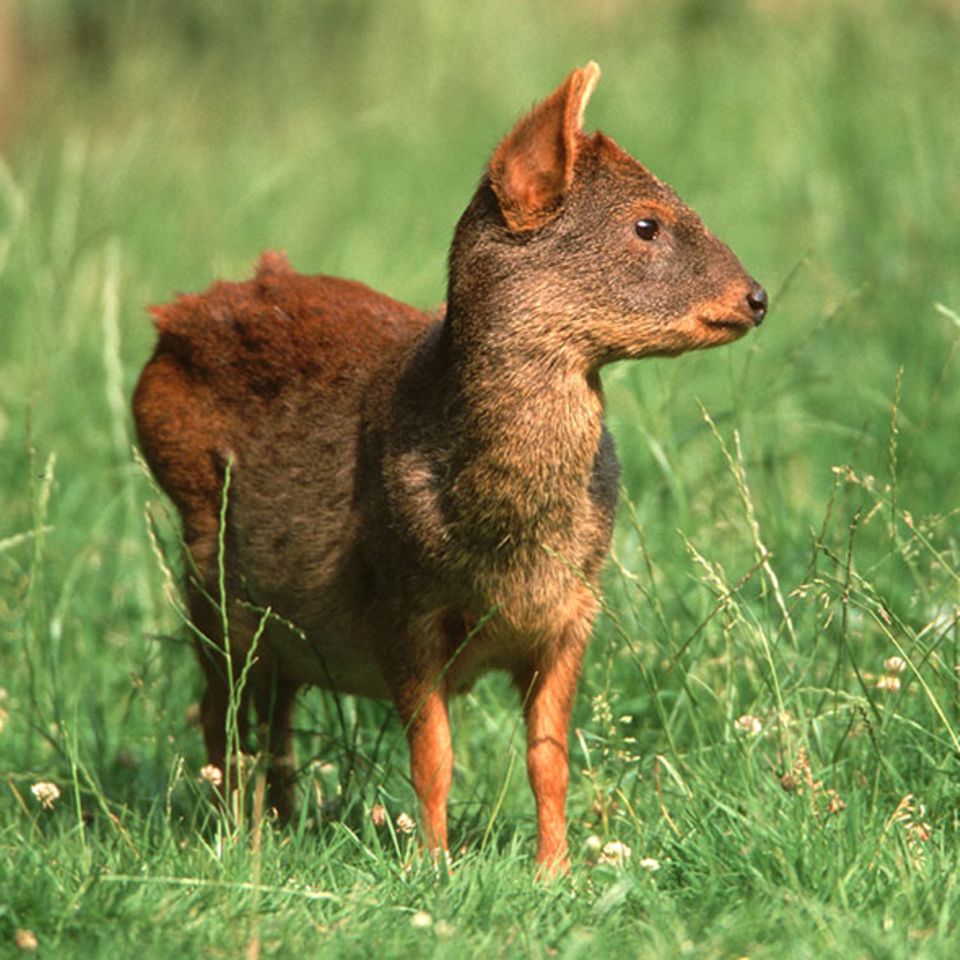 Kleinster Hirsch