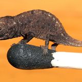 Kleinstes Chamäleon