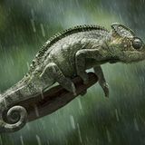 Größtes Chamäleon