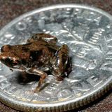 Kleinster Frosch