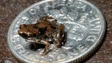 Kleinster Frosch