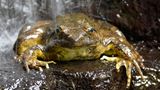 Größter Frosch