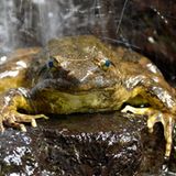 Größter Frosch