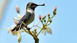 Kleinster Vogel
