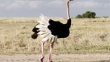 Größter Vogel