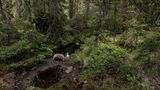 Dachs