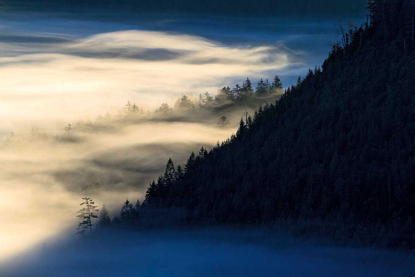 Frühnebel