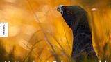 Auerhuhn