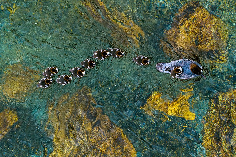 Preis der GDT: Naturfotograf des Jahres 2016: die besten Bilder