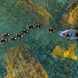 Gesamtsieger und 1. Platz in der Kategorie Vögel